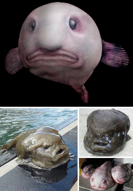 Blobfish  nadiacosoriesargentona